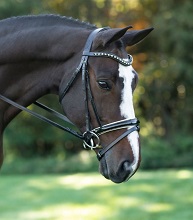 Dressage