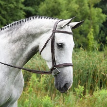 Bridles