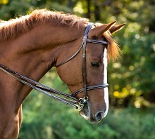 Bridlework and Accessories