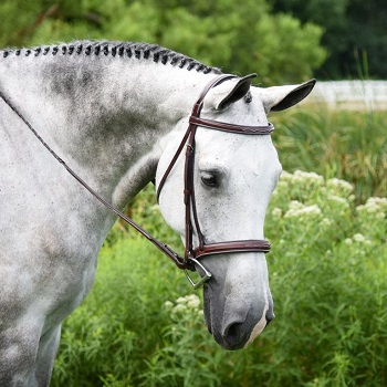 KL Select Italia Middleburg Bridle Rasied with Fancy